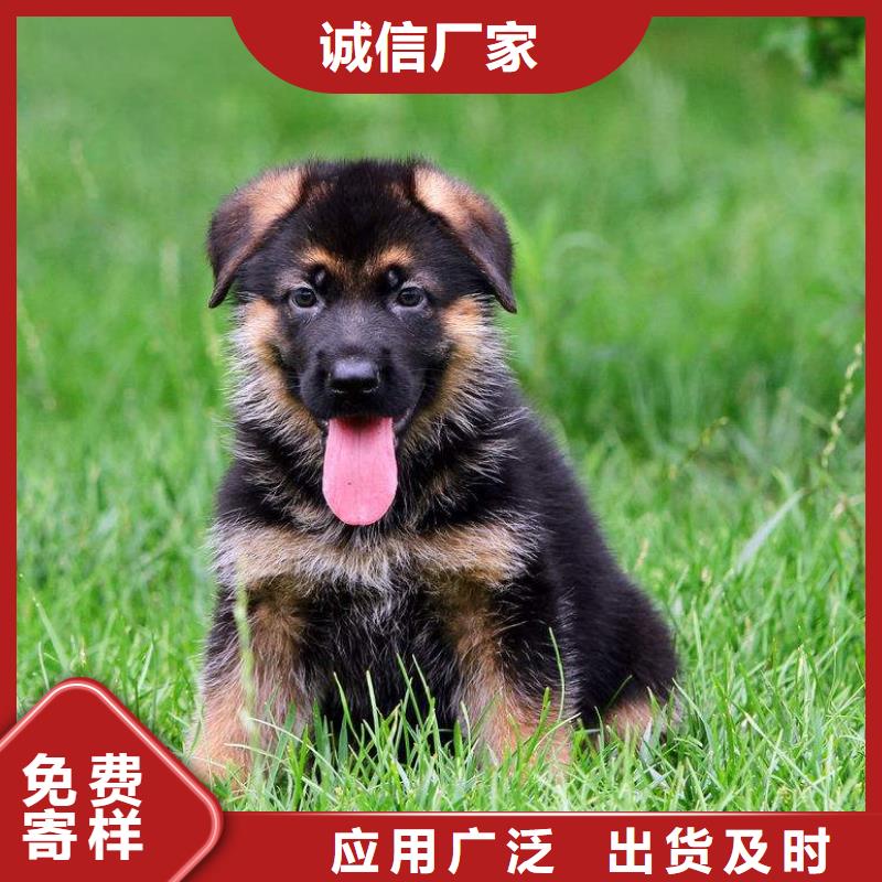 德國牧羊犬黑狼快捷物流
