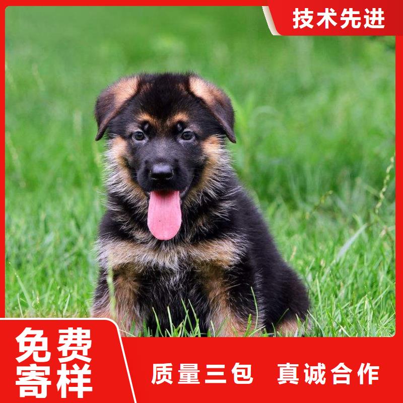 德國牧羊犬馬犬專注細節(jié)使用放心