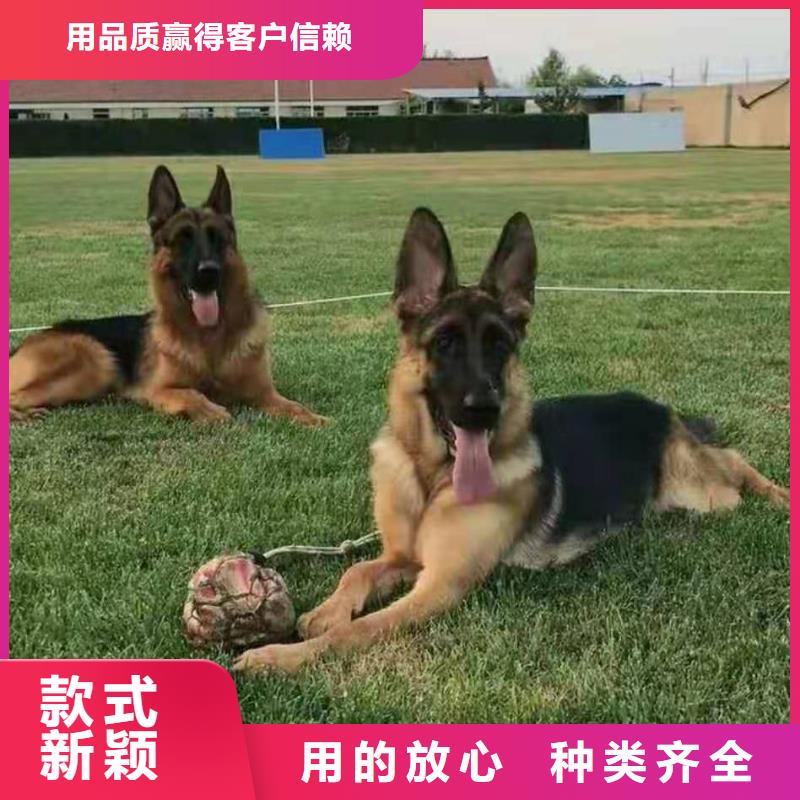 德國(guó)牧羊犬_杜賓犬專業(yè)生產(chǎn)團(tuán)隊(duì)