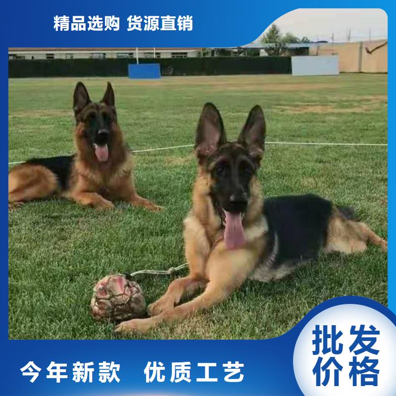 德國(guó)牧羊犬-德牧犬實(shí)力優(yōu)品
