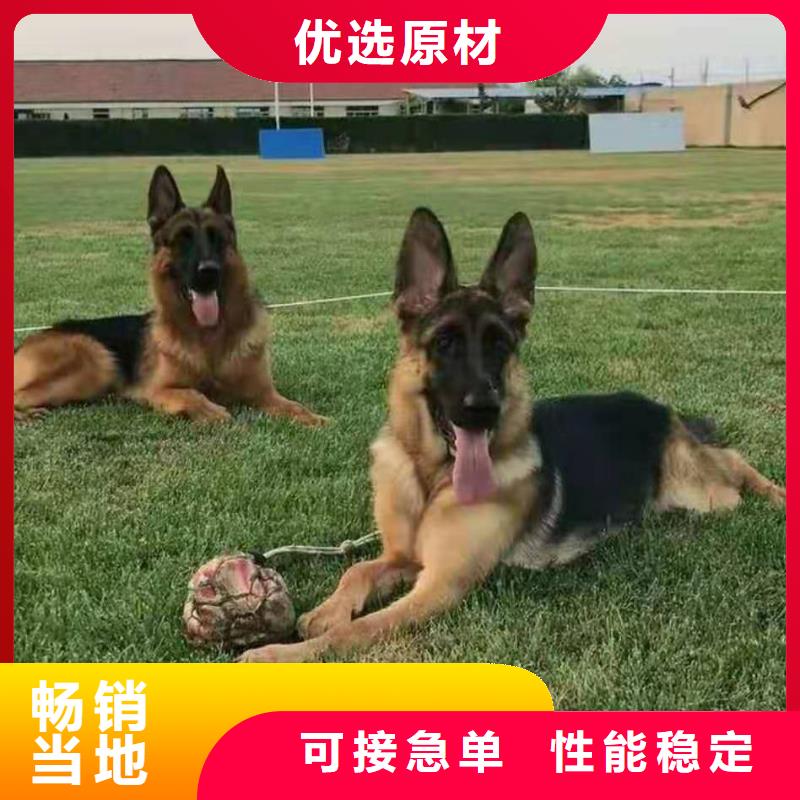 德国牧羊犬德牧犬好品质选我们