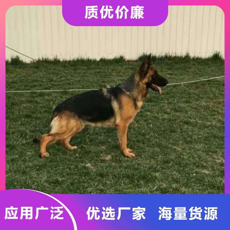 德国牧羊犬-杜宾犬种类丰富