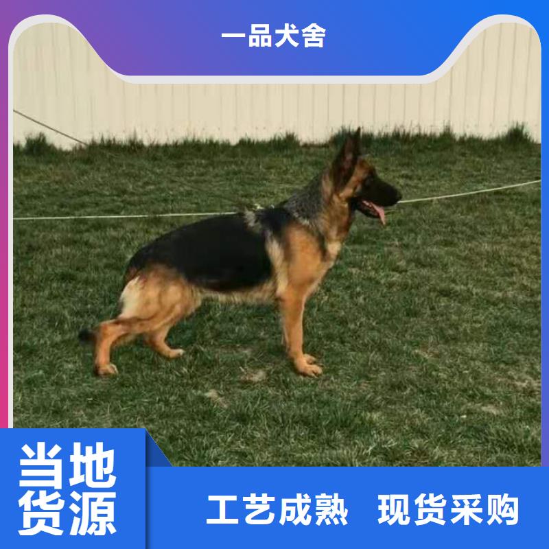 德國牧羊犬-杜高犬現(xiàn)貨供應(yīng)