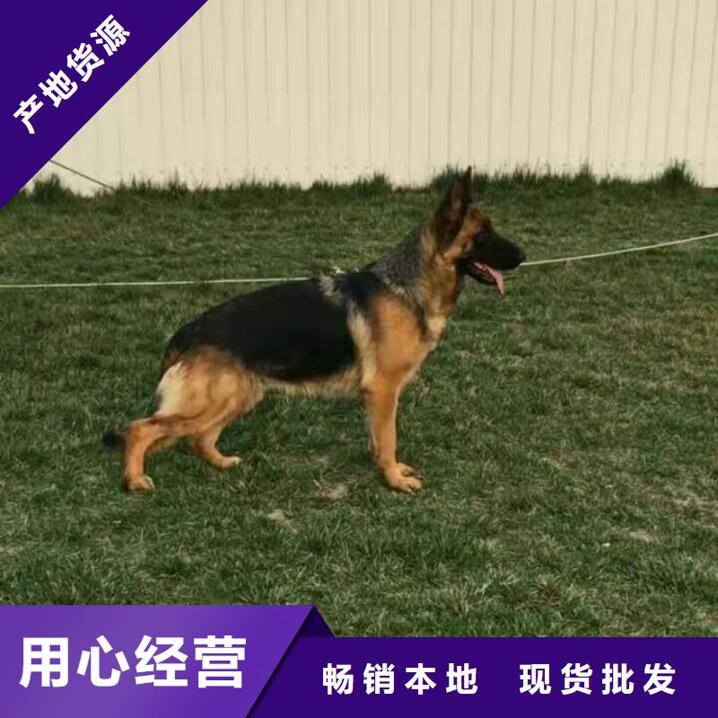 德國(guó)牧羊犬杜賓犬廠家大量現(xiàn)貨