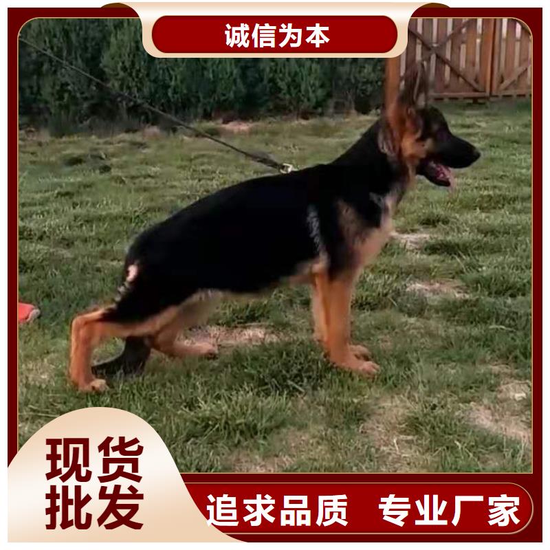 德國牧羊犬黑狼源頭實(shí)體廠商