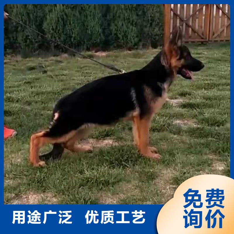 德国牧羊犬,德牧犬一手货源
