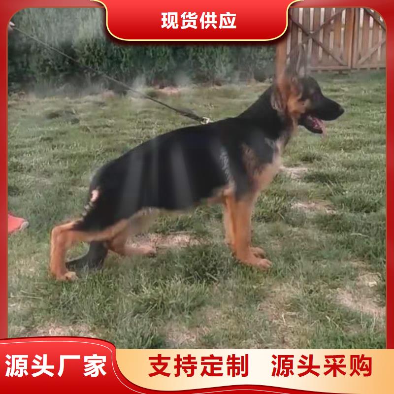 德國牧羊犬羅威納犬源廠定制