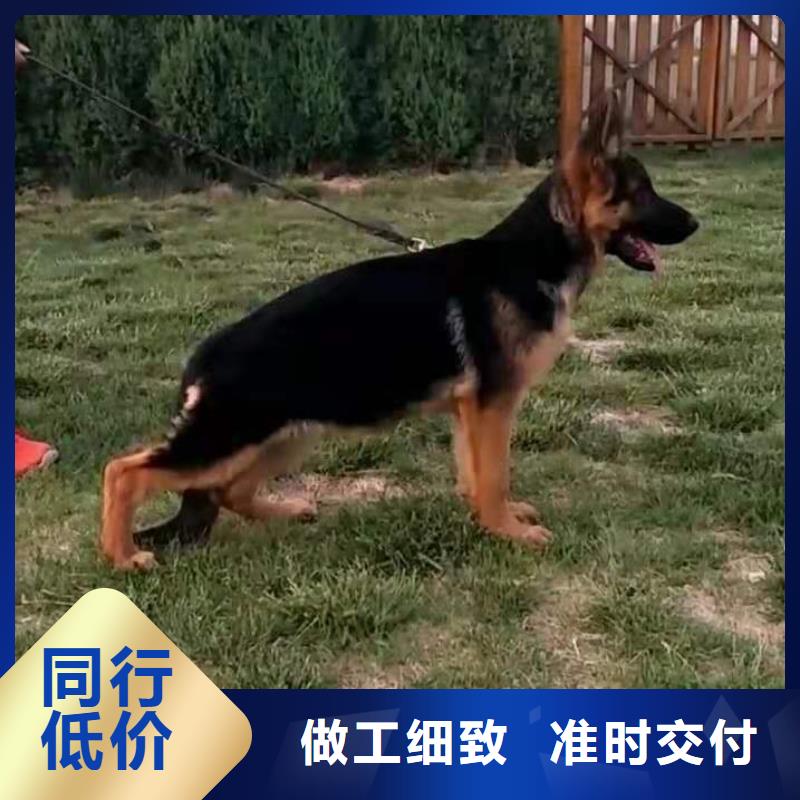 德國(guó)牧羊犬_杜賓犬專業(yè)生產(chǎn)團(tuán)隊(duì)