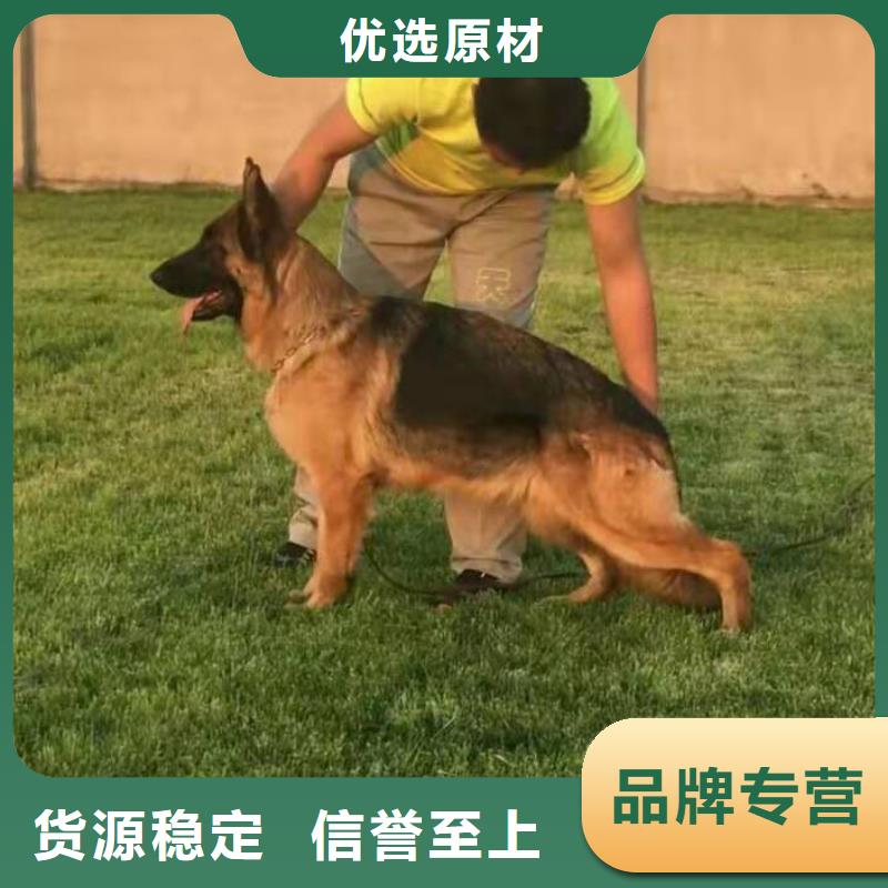 德国牧羊犬,德牧犬一手货源