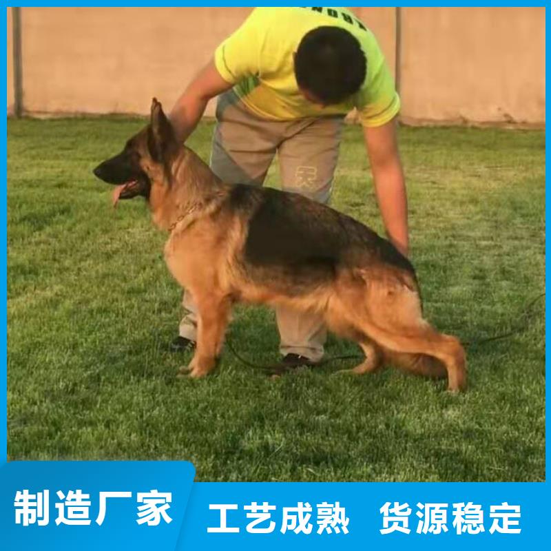 德国牧羊犬-杜宾犬种类丰富