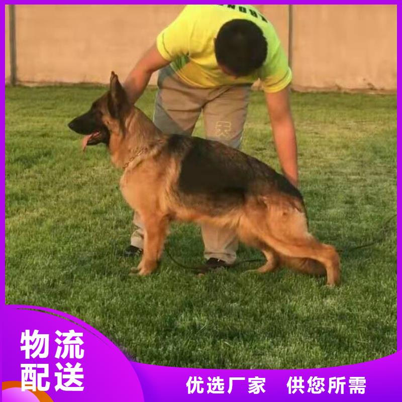 德国牧羊犬-德牧犬实力优品