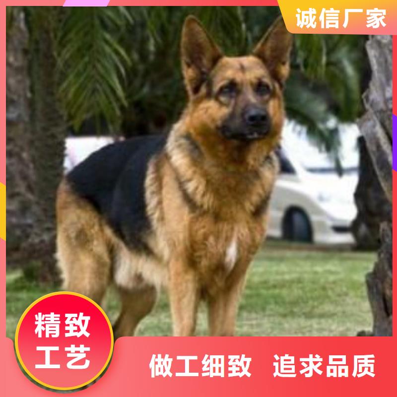 德国牧羊犬黑狼快捷物流