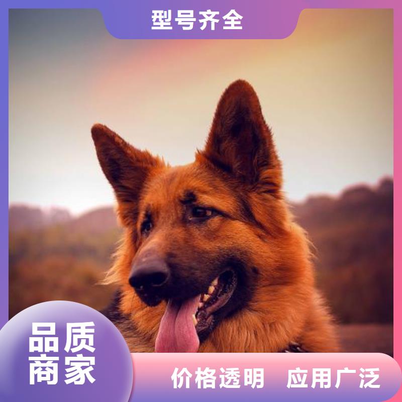 德國(guó)牧羊犬杜賓犬廠家大量現(xiàn)貨