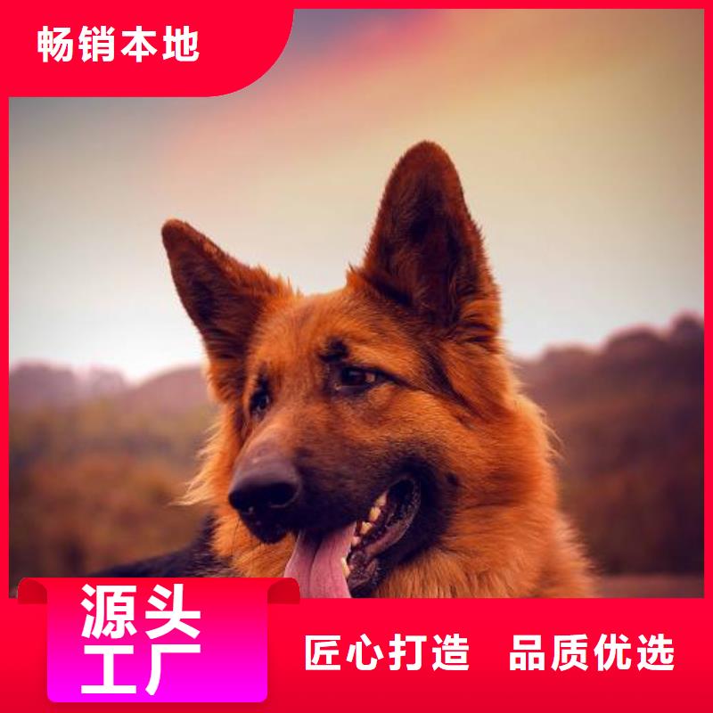 德国牧羊犬黑狼高品质诚信厂家