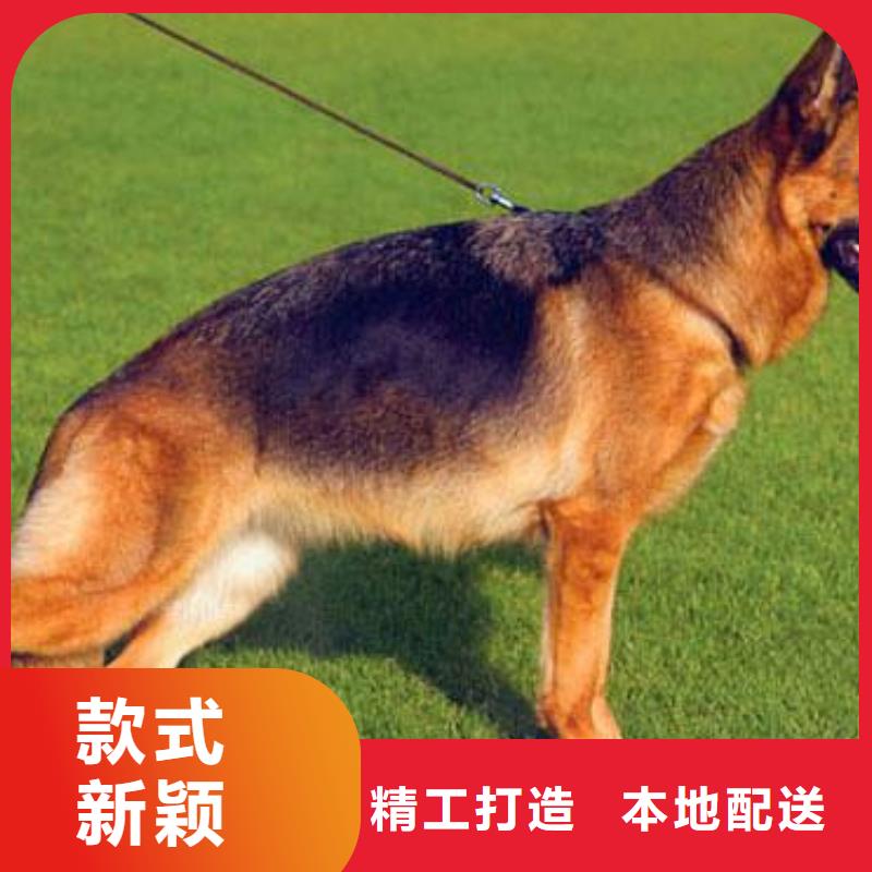 德国牧羊犬-杜宾犬种类丰富