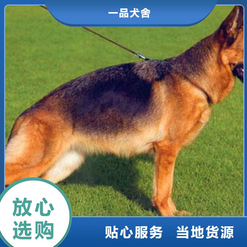 德国牧羊犬马犬专注细节使用放心