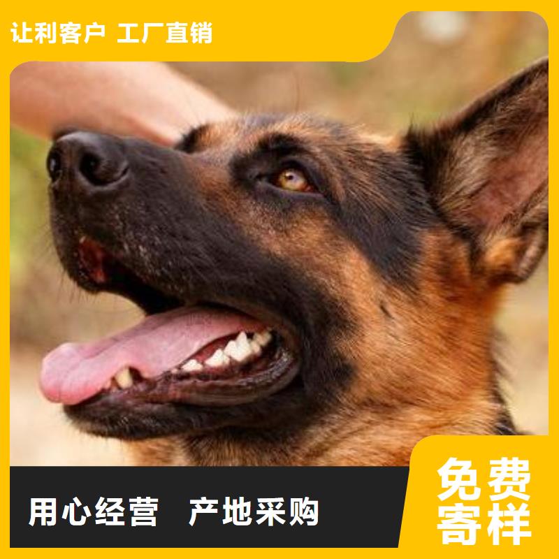 德国牧羊犬_罗威纳犬品质之选