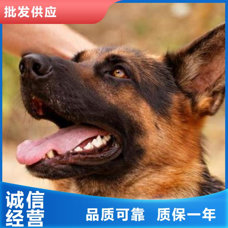 德国牧羊犬_黑狼支持定制贴心售后
