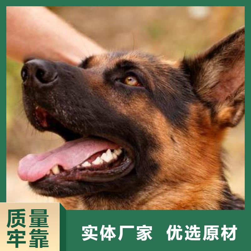 德国牧羊犬拉布拉多犬通过检测