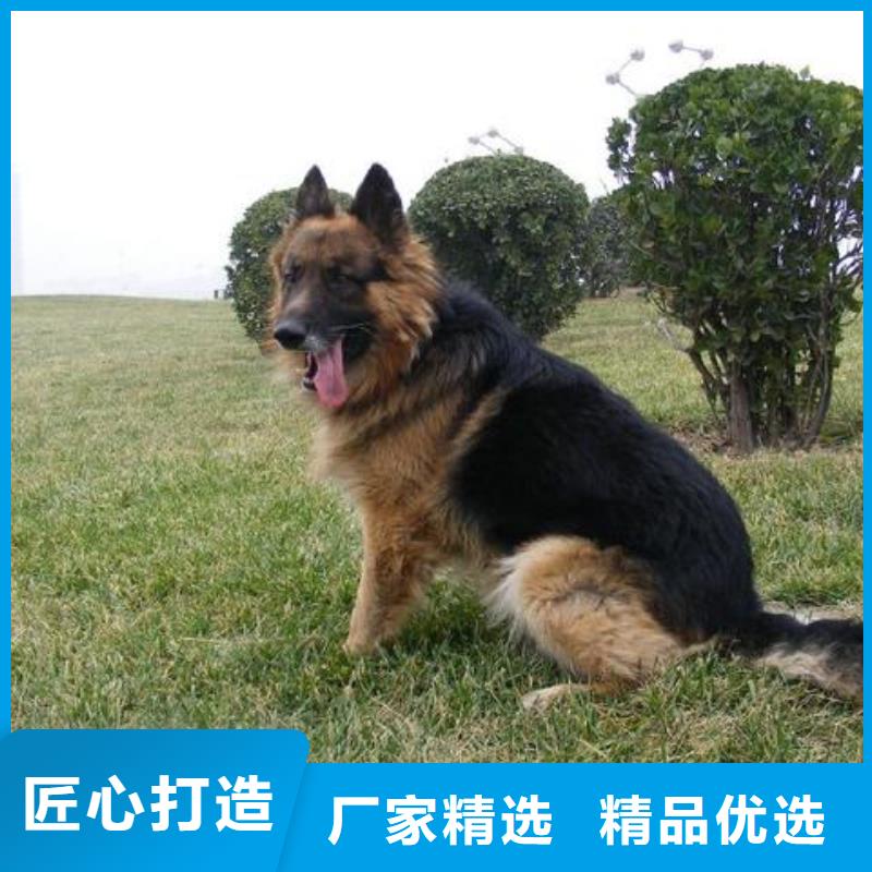 德国牧羊犬德牧犬支持货到付清