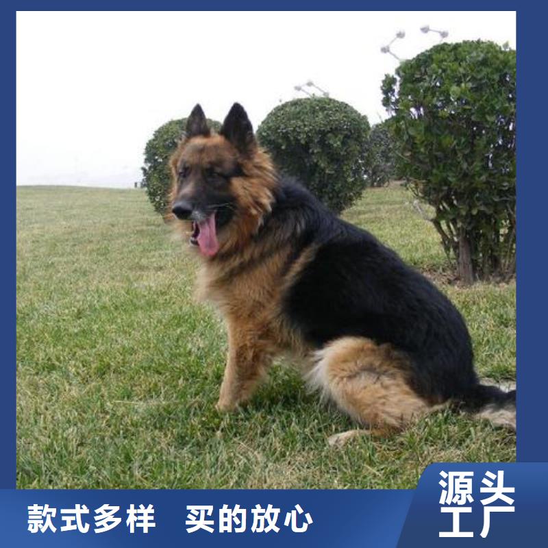 德國(guó)牧羊犬_杜賓犬專業(yè)生產(chǎn)團(tuán)隊(duì)