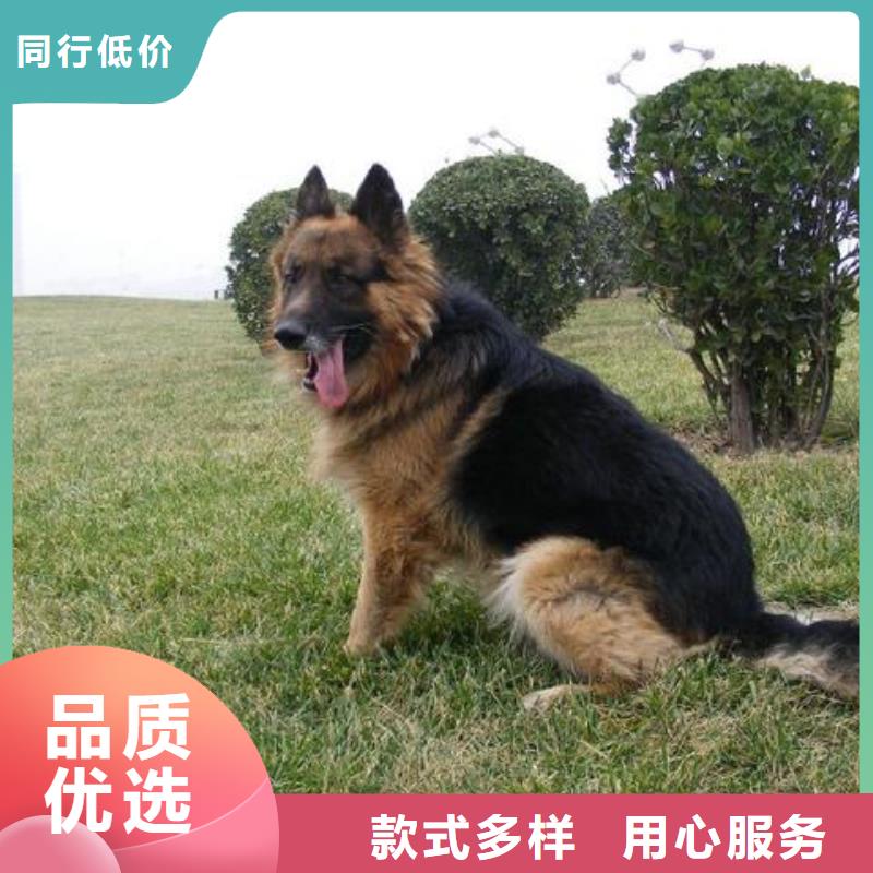 德国牧羊犬-杜宾犬种类丰富
