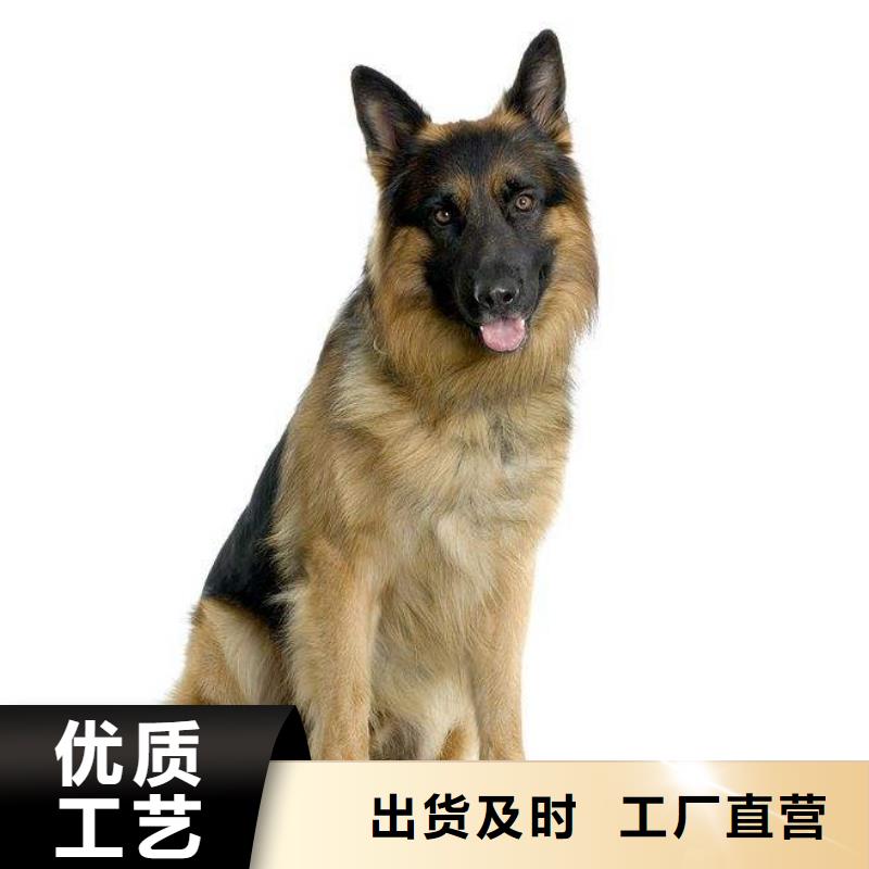 德國(guó)牧羊犬_杜賓犬專業(yè)生產(chǎn)團(tuán)隊(duì)