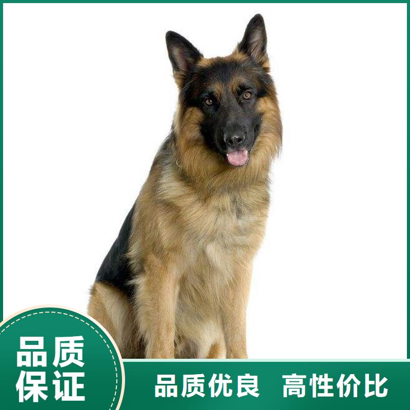 德国牧羊犬德牧犬好品质选我们