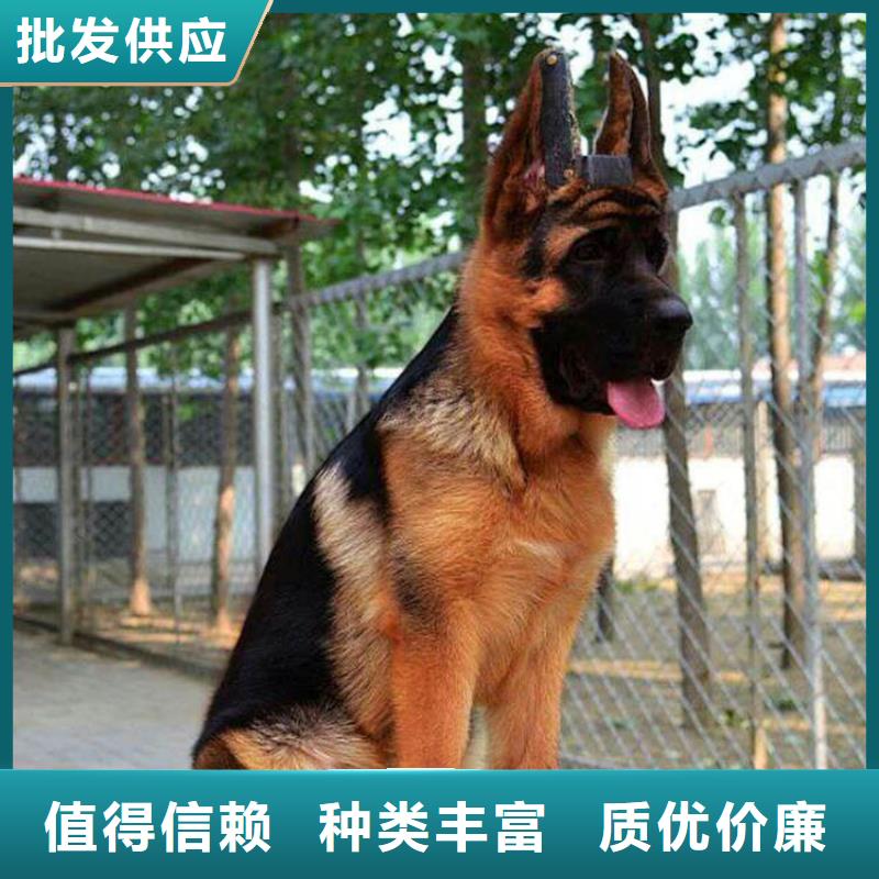 德国牧羊犬罗威纳犬源厂定制