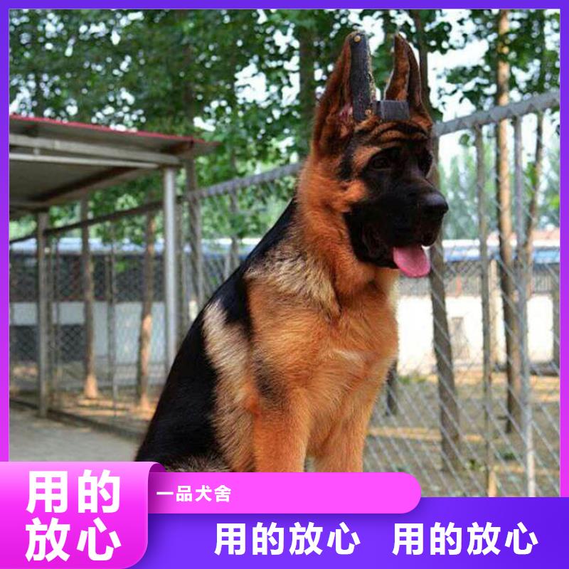 德国牧羊犬-杜宾犬种类丰富
