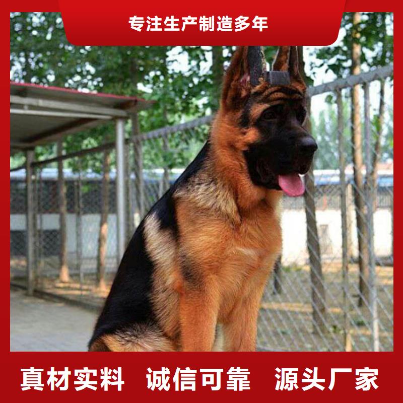 德国牧羊犬_罗威纳犬品质之选