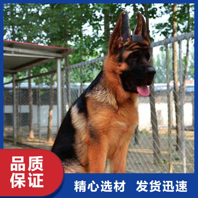 德國牧羊犬馬犬專注細(xì)節(jié)使用放心