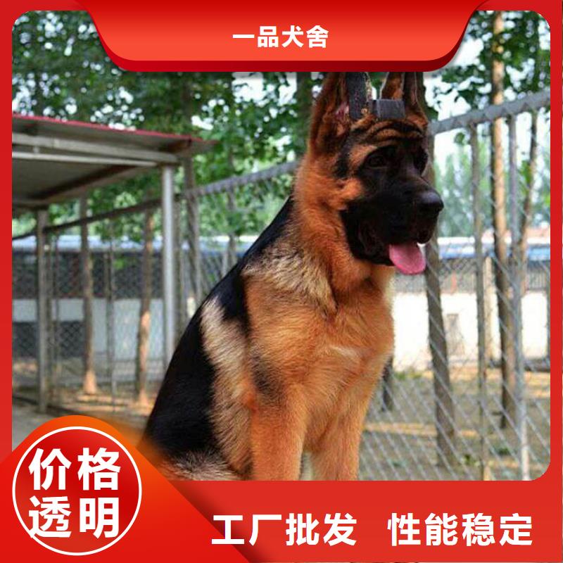 德国牧羊犬黑狼高品质诚信厂家