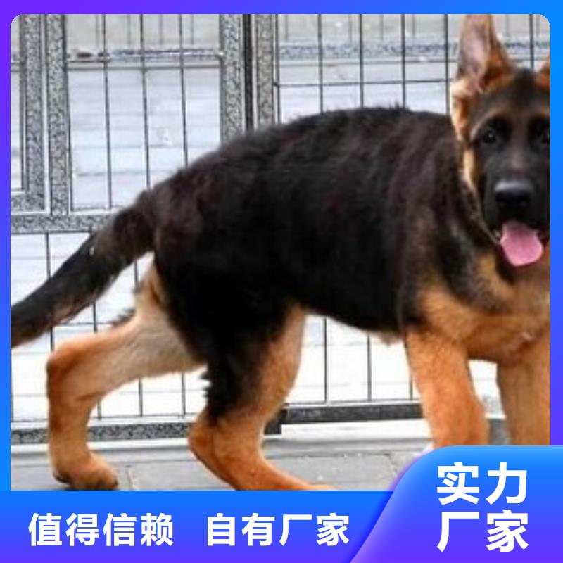德國(guó)牧羊犬黑狼精益求精