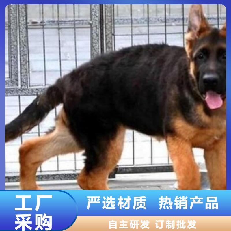 德國牧羊犬杜高犬精品選購