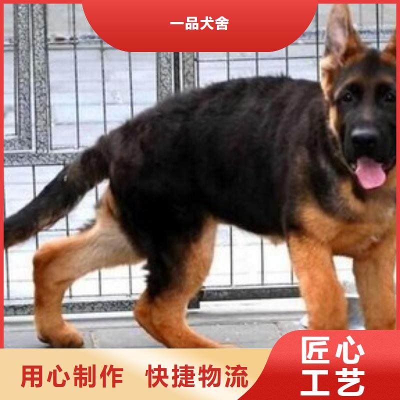 德国牧羊犬黑狼高品质诚信厂家