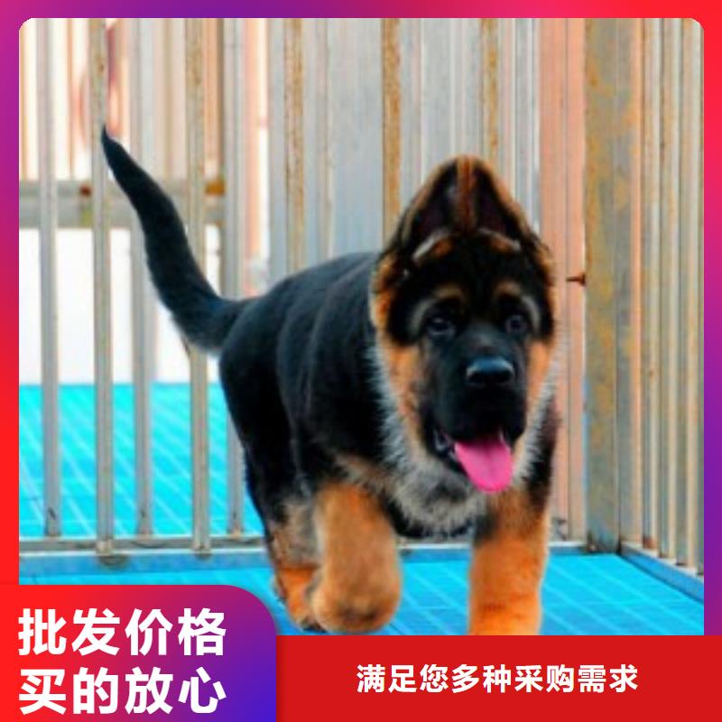 德國牧羊犬杜高犬精品選購