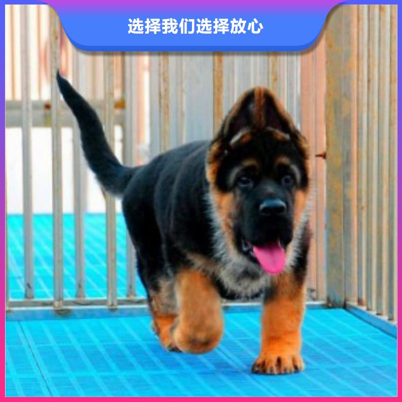 德國牧羊犬-杜賓犬匠心打造