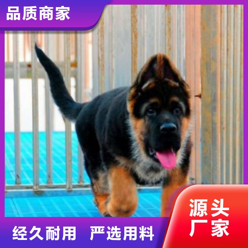 德国牧羊犬,德牧犬一手货源