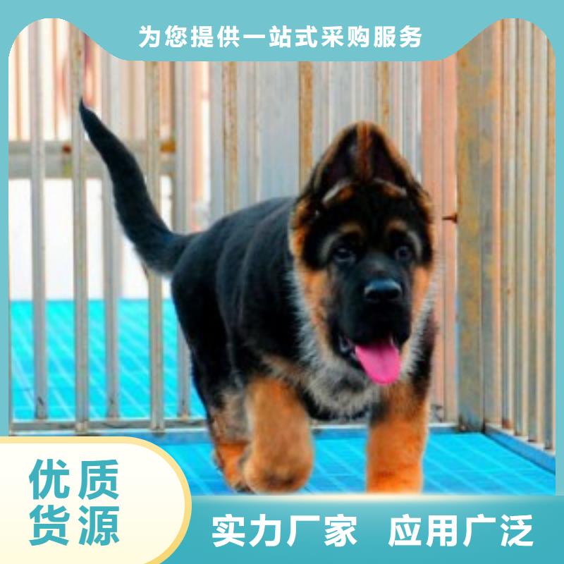 杜高犬视频-湖北省荆门市一品杜高犬可服务区域沙洋|东宝|武汉|随州|黄冈|黄石|十堰|咸宁等