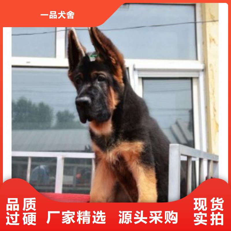 德國牧羊犬-杜賓犬匠心打造