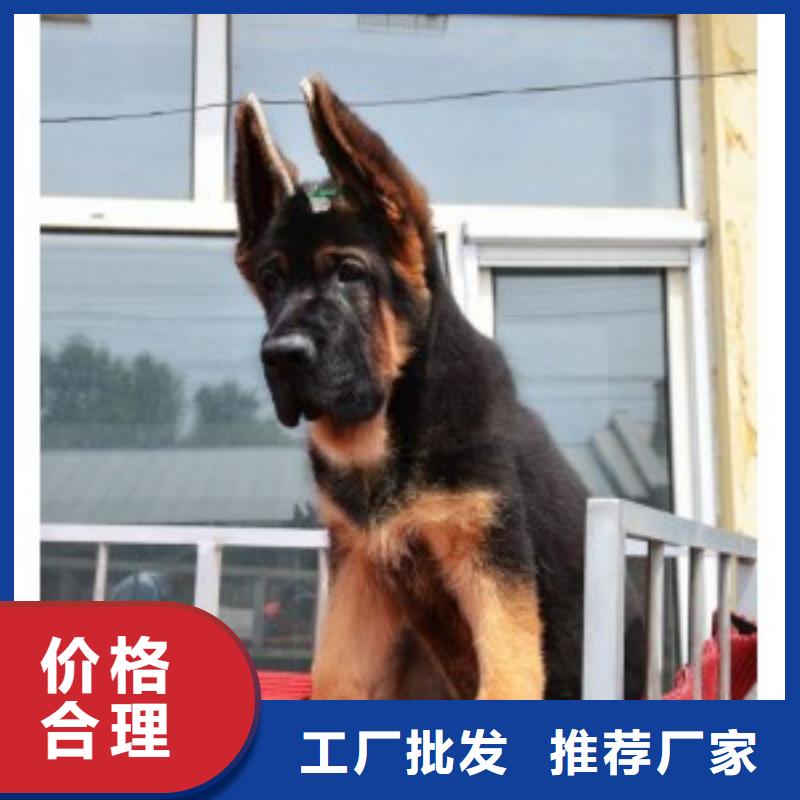德國(guó)牧羊犬-德牧犬實(shí)力優(yōu)品