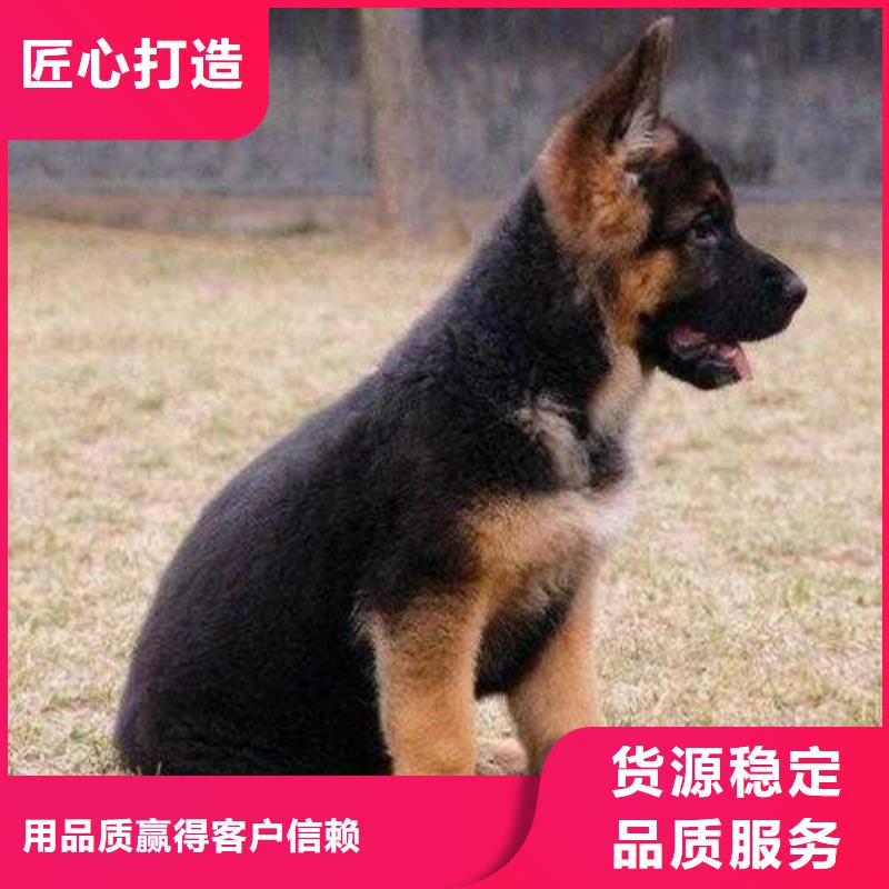 德国牧羊犬_黑狼支持定制贴心售后