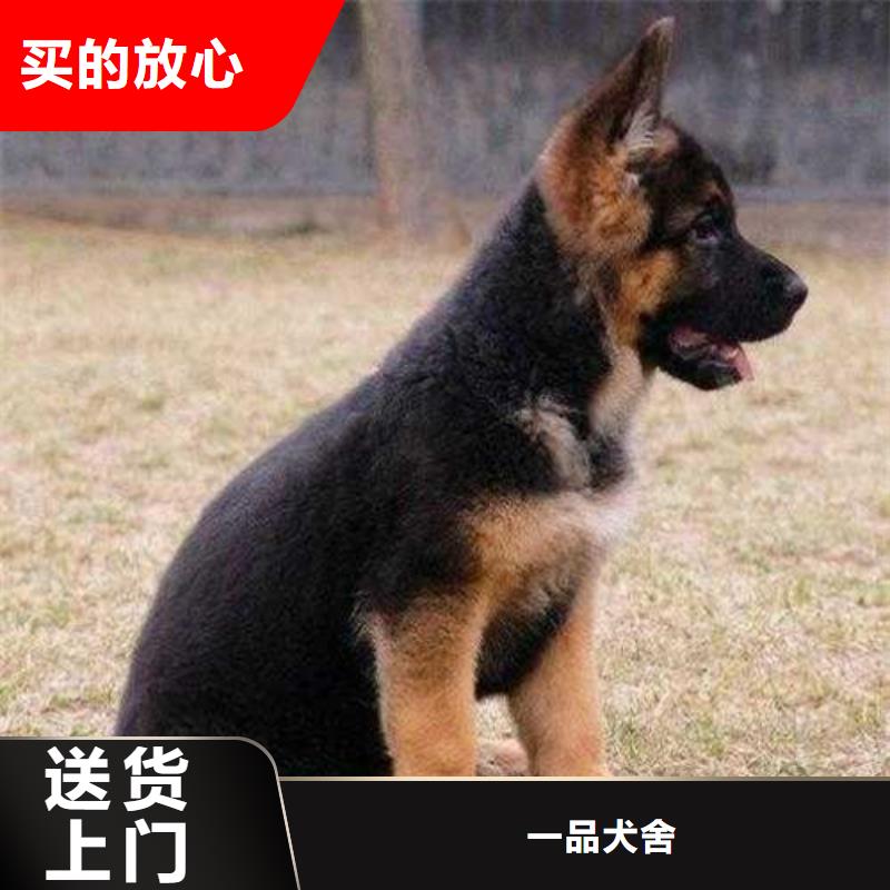 德國(guó)牧羊犬,黑狼現(xiàn)貨充足量大優(yōu)惠
