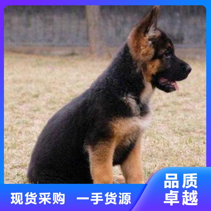 德國(guó)牧羊犬卡斯羅犬一站式采購(gòu)商