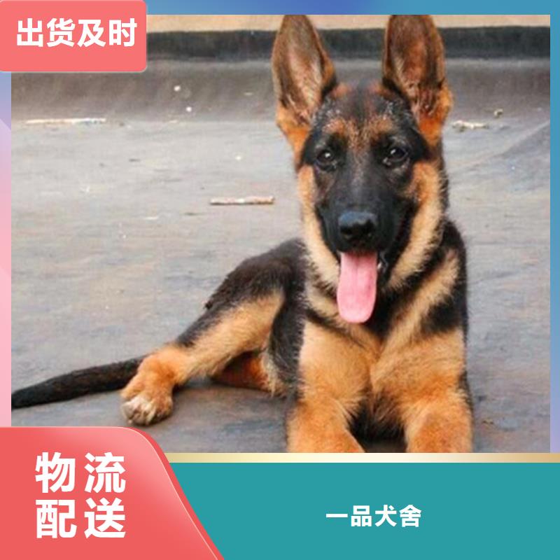 德國牧羊犬杜高犬現貨供應