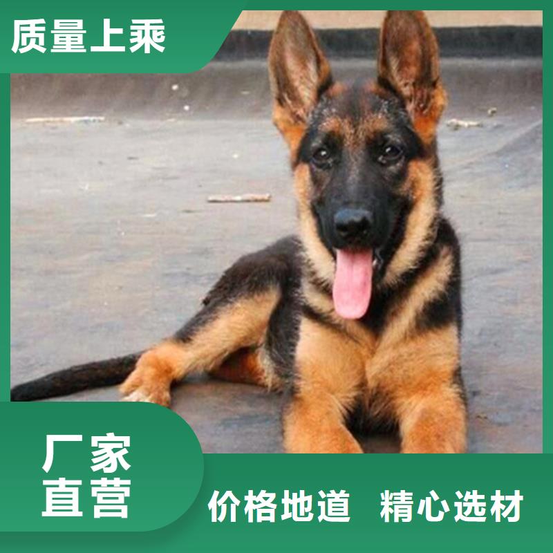 德国牧羊犬德牧犬好品质选我们