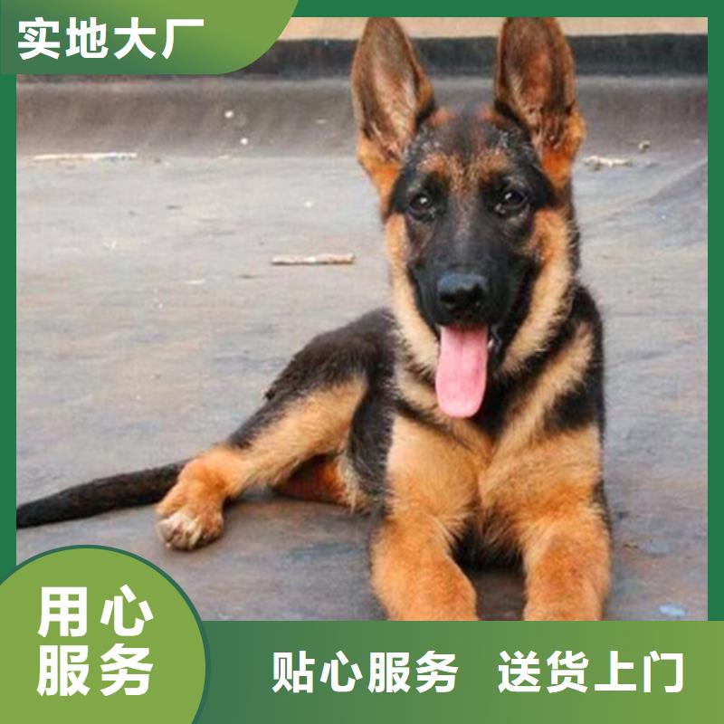 德國牧羊犬黑狼高品質(zhì)誠信廠家