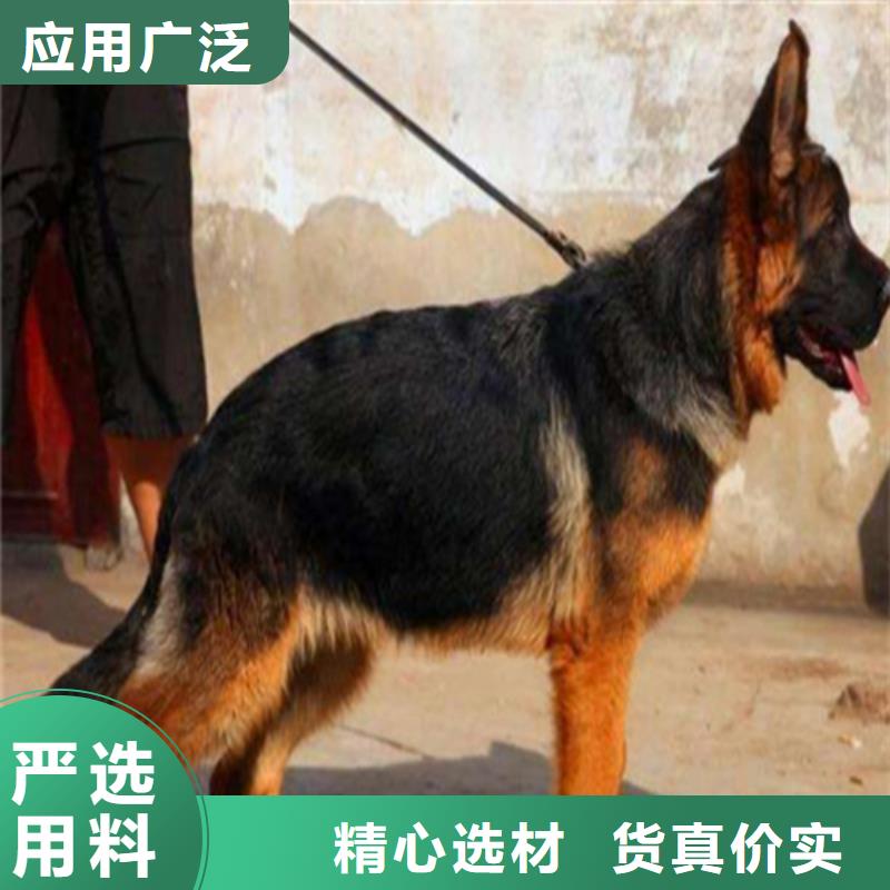 德國牧羊犬,拉布拉多犬大廠家實力看得見