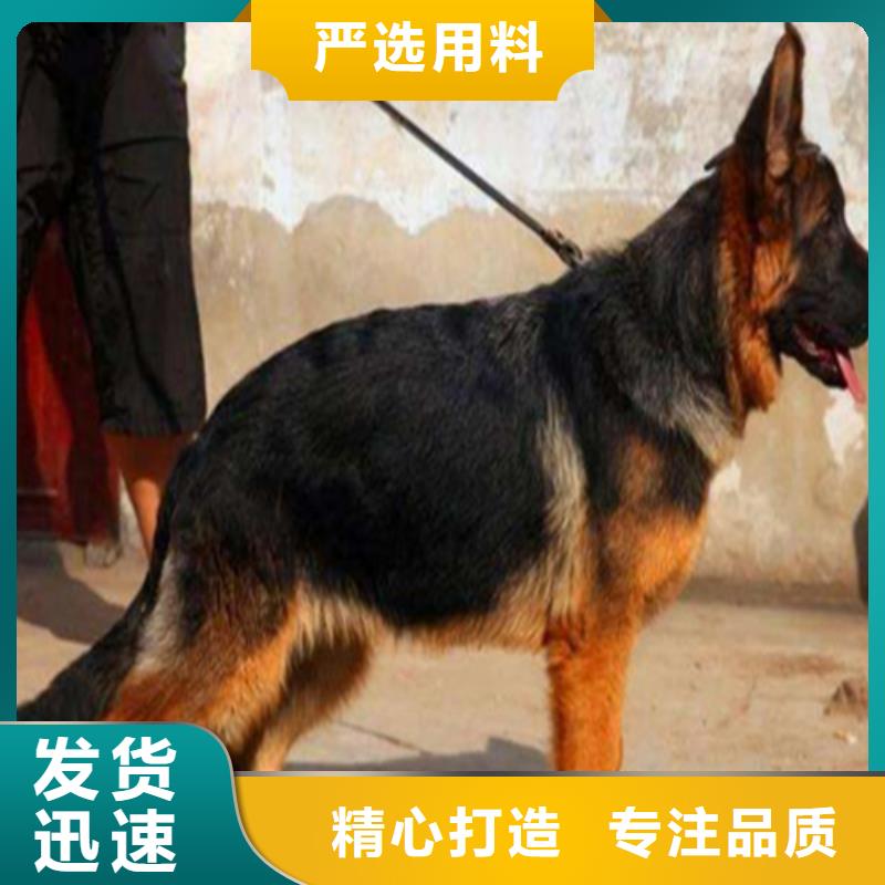 德國牧羊犬杜高犬現貨供應